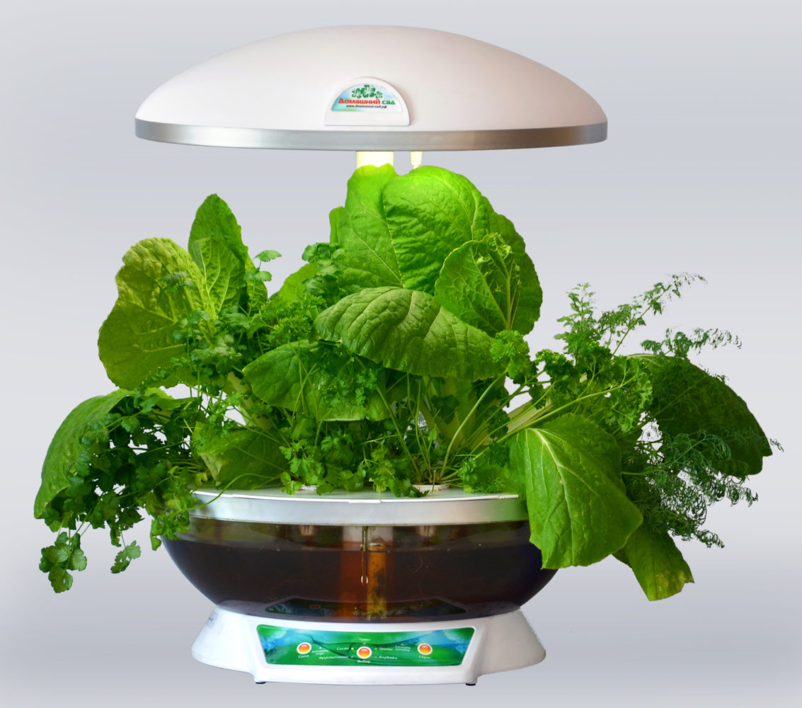 Как просто можно вырастить у себя на кухне зелень, помидоры, клубнику: обзор гаджетов ботаникам в помощь