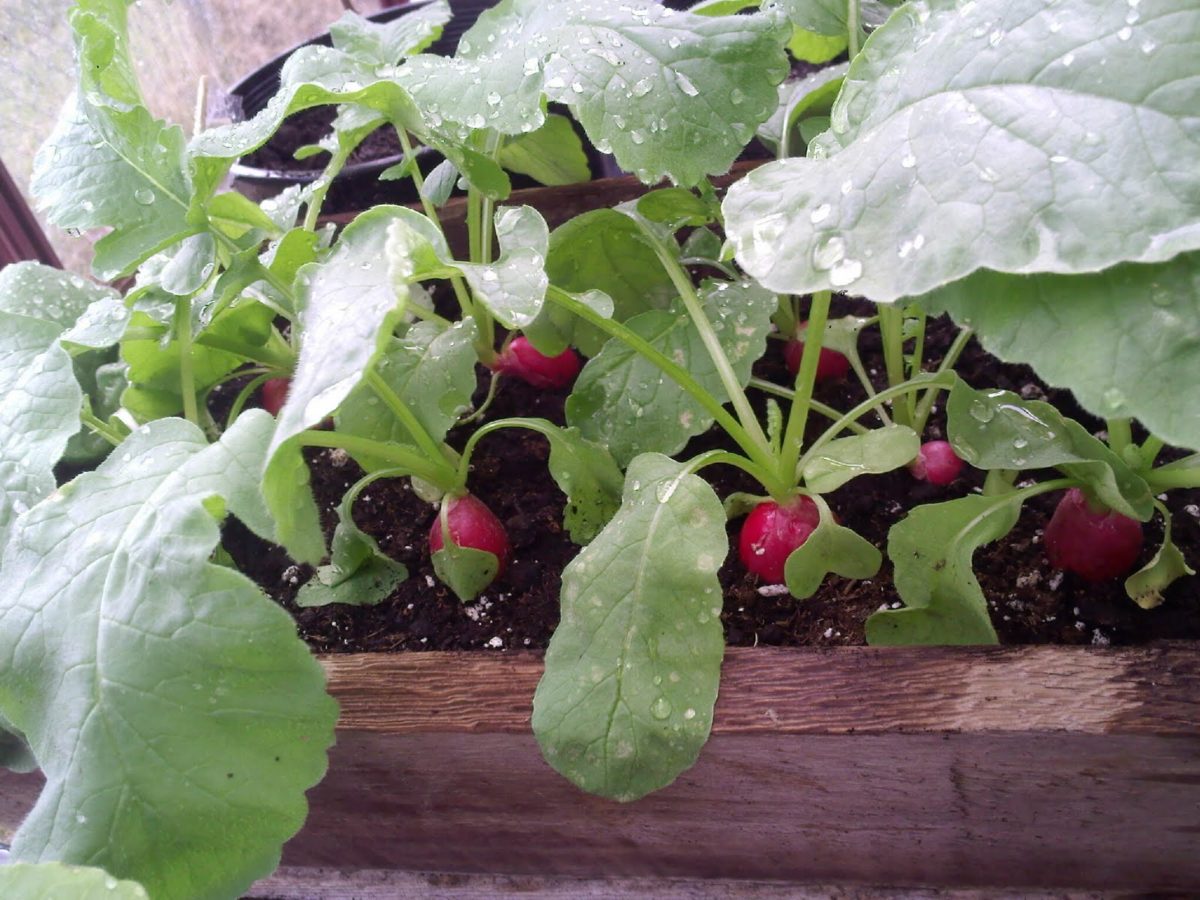 вырастить овощи на окне