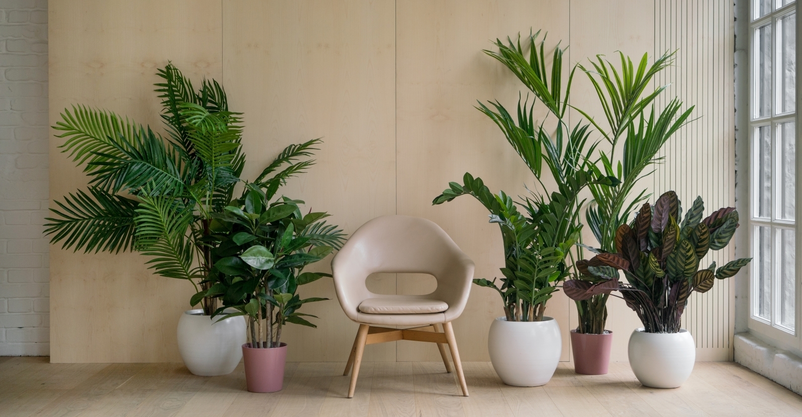 Комнатные растения в интерьере квартиры и дома